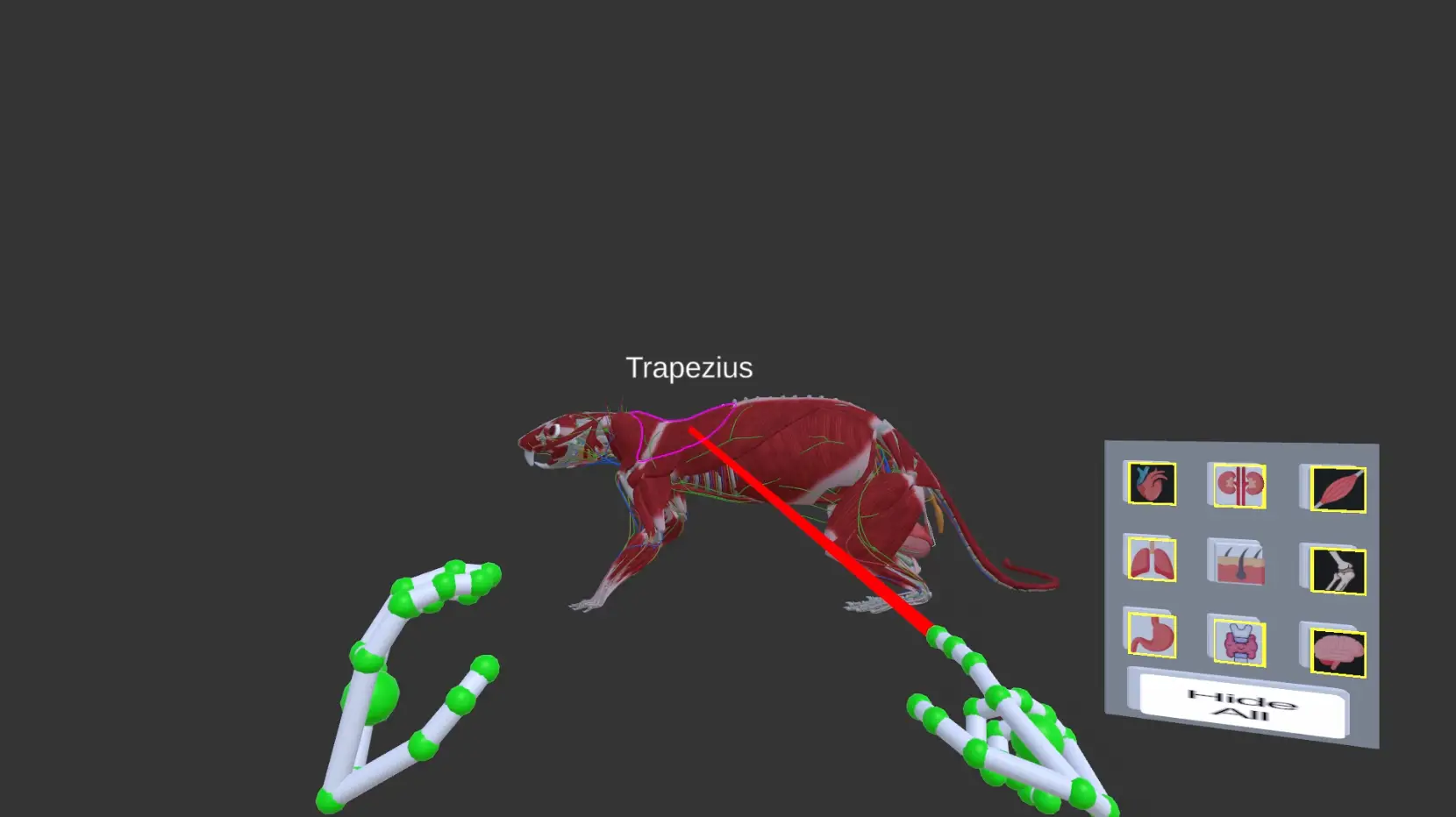 VIVARIA anatomy exploration interface showing detailed biological visualization